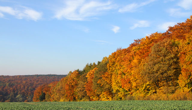 bermbach